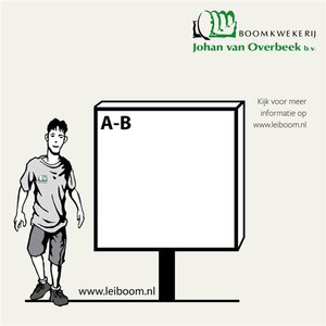 Fagus sylvatica 30-35 Hoogstam draadkluit 4 X verplant