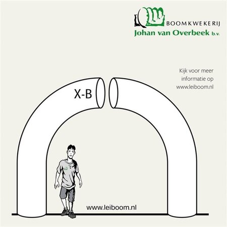 Fagus sylvatica 30-35 Hoogstam draadkluit 4 X verplant - afbeelding 1