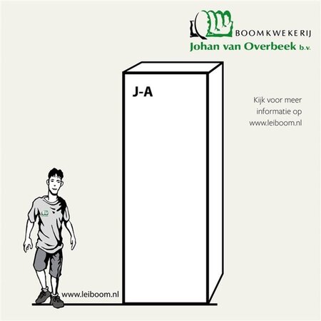 Fagus sylvatica 30-35 Hoogstam draadkluit 4 X verplant - afbeelding 2