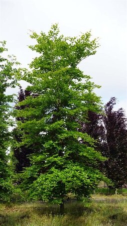 Fagus sylvatica 35-40 cm draadkluit geveerd - afbeelding 1