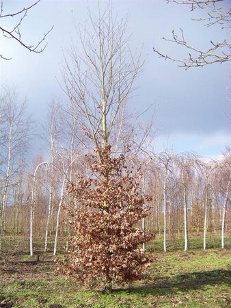 Fagus sylvatica 35-40 cm draadkluit geveerd - afbeelding 2
