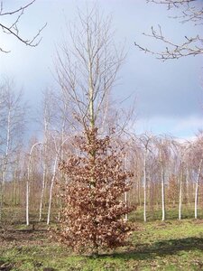 Fagus sylvatica 35-40 cm draadkluit geveerd - afbeelding 2