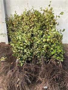 Fagus sylvatica 40-60 cm wortelgoed - afbeelding 3