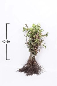 Fagus sylvatica 40-60 cm wortelgoed - afbeelding 2