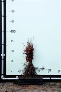 Fagus sylvatica 40-60 cm wortelgoed - afbeelding 3