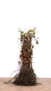 Fagus sylvatica 60-80 cm wortelgoed