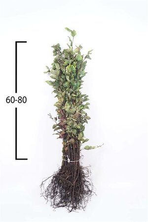 Fagus sylvatica 60-80 cm wortelgoed - afbeelding 2