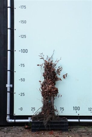 Fagus sylvatica 60-80 cm wortelgoed
