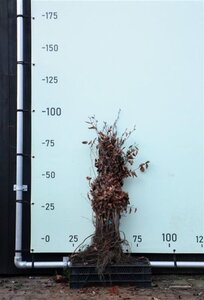 Fagus sylvatica 60-80 cm wortelgoed