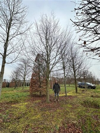 Fagus sylvatica 70-80 HO draadkluit - afbeelding 1