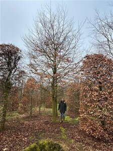 Fagus sylvatica 70-80 HO draadkluit - afbeelding 2