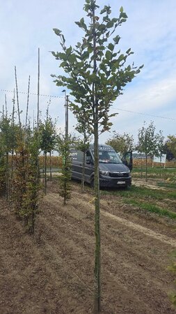 Fagus sylvatica 8-10 Hoogstam wortelgoed - afbeelding 1