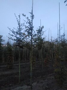 Fagus sylvatica 8-10 Hoogstam wortelgoed - afbeelding 2