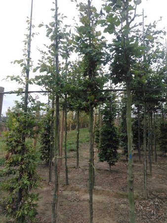 Fagus sylvatica 8-10 Hoogstam wortelgoed - afbeelding 3