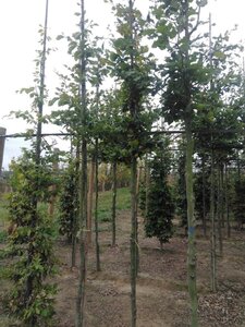 Fagus sylvatica 8-10 Hoogstam wortelgoed - afbeelding 3