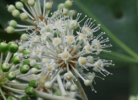 Fatsia japonica 120-150 cm met kluit - afbeelding 1