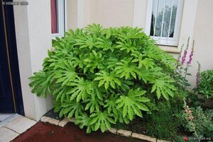 Fatsia japonica 60-80 cm cont. 7,5L