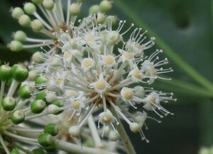 Fatsia japonica 60-80 cm container