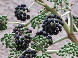 Fatsia japonica 60-80 cm container - afbeelding 2