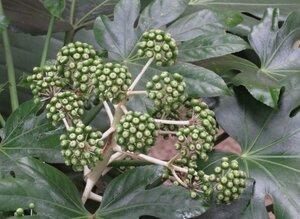 Fatsia japonica 60-80 cm container - afbeelding 4