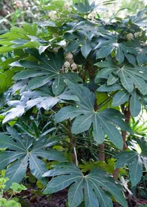 Fatsia japonica 60-80 cm container - image 3