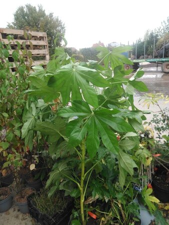 Fatsia japonica 80-100 cm cont. 7,5L