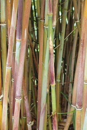 Fargesia 'Winter Joy' geen maat specificatie cont. 7,5L - afbeelding 1