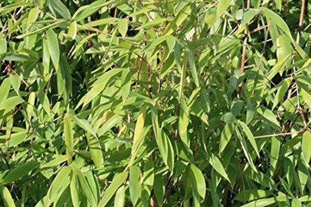 Fargesia 'Winter Joy' geen maat specificatie cont. 7,5L - afbeelding 2