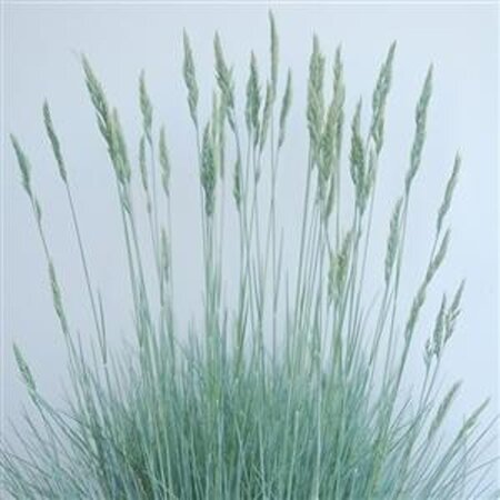 Festuca glauca 'Cool as Ice' geen maat specificatie 0,55L/P9cm