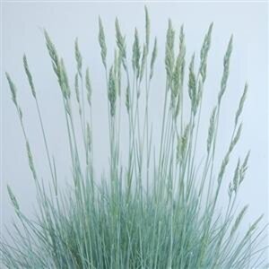 Festuca glauca 'Cool as Ice' geen maat specificatie 0,55L/P9cm