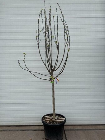 Ficus carica halfstam container - afbeelding 6
