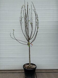 Ficus carica halfstam container - afbeelding 6