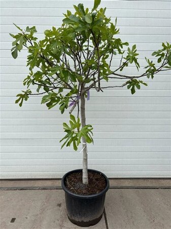 Ficus carica halfstam container - afbeelding 9