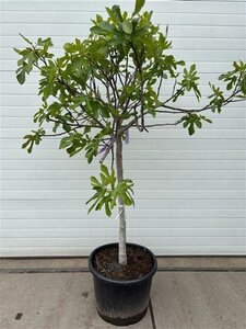 Ficus carica halfstam container - afbeelding 9