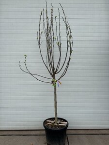 Ficus carica halfstam container - afbeelding 5