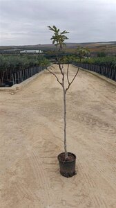 Ficus carica halfstam container - afbeelding 6