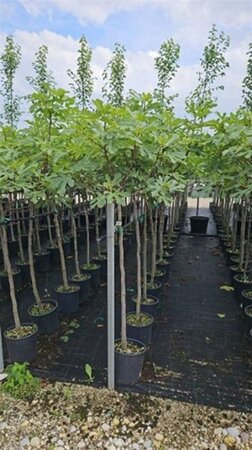 Ficus carica halfstam container - afbeelding 7