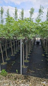 Ficus carica halfstam container - afbeelding 7