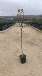 Ficus carica halfstam container - afbeelding 8