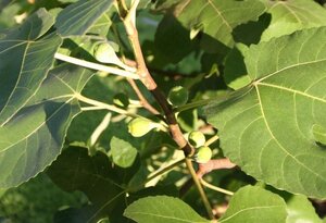 Ficus car. 'Brown Turkey' halfstam cont. 7,5L