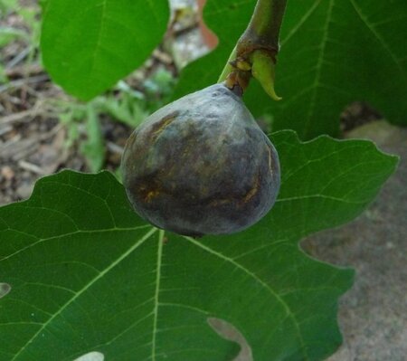 Ficus car. 'Brown Turkey' halfstam cont. 7,5L - afbeelding 4