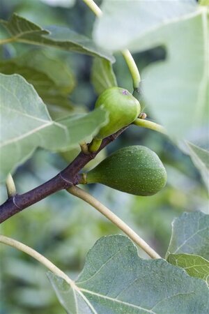 Ficus car. 'Précoce De Dalmatie' 60-70 cm cont. 2,0L