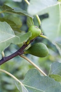 Ficus car. 'Précoce De Dalmatie' 60-70 cm cont. 2,0L