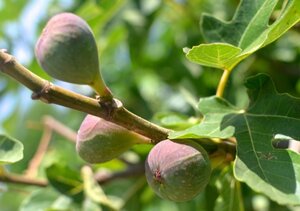 Ficus car. 'Osborn's Prolific' halfstam container