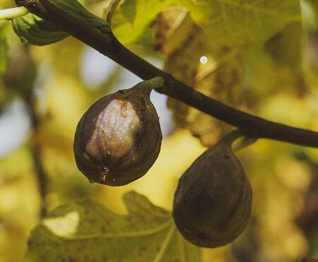 Ficus car. 'Sultane' 30-50 cm cont. 5,0L - afbeelding 1