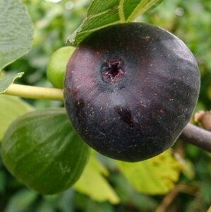 Ficus car. 'Sultane' 30-50 cm cont. 5,0L - afbeelding 2