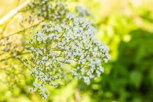 Filipendula ulmaria geen maat specificatie cont. 2,0L