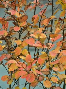 Fothergilla gardenii 40-60 cm cont. 3,0L