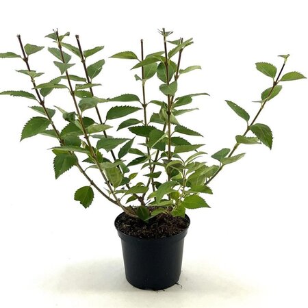 Forsythia intermedia 'Goldrausch' 40-50 cm cont. 3,0L