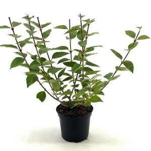 Forsythia intermedia 'Goldrausch' 40-50 cm cont. 3,0L